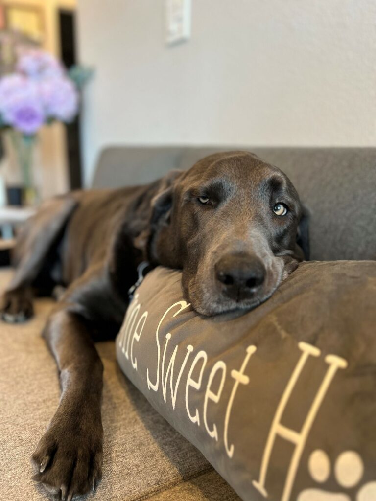 Sawyer the Destroyer